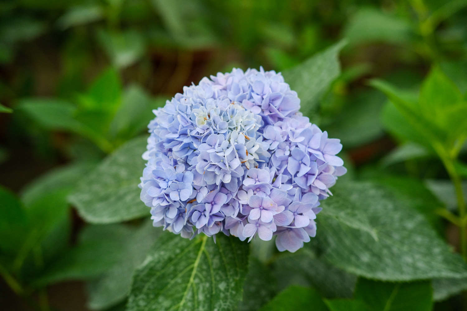 八仙花（绣球花）虫害防治