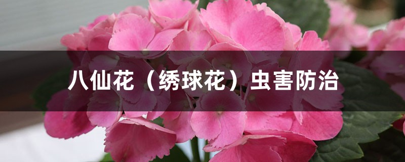 <b>八仙花（绣球花）虫害防治</b>