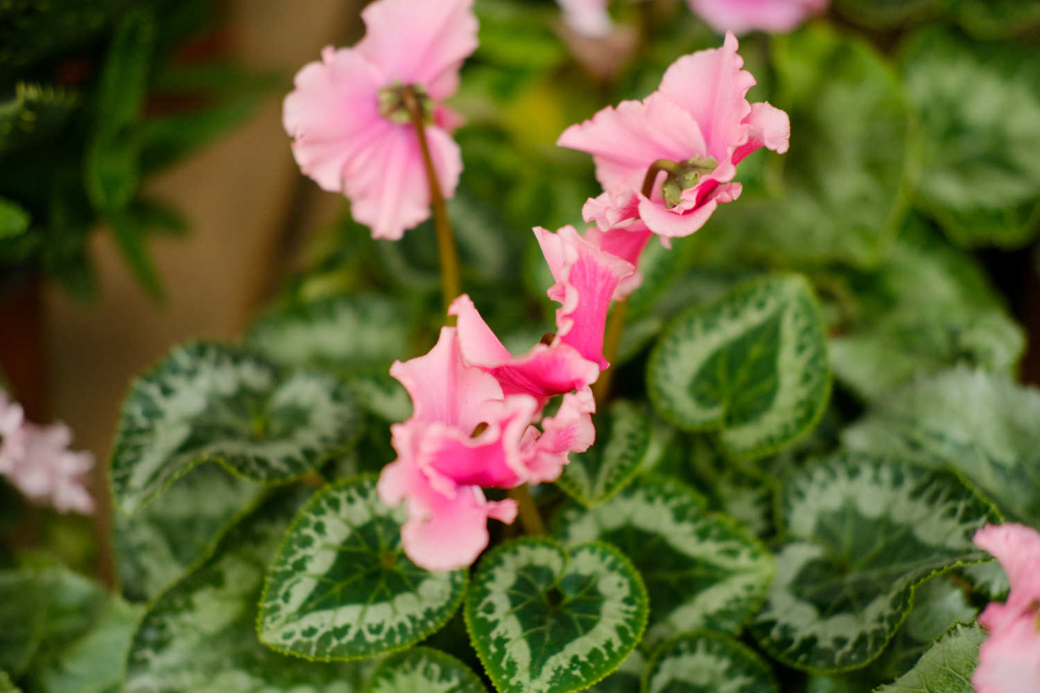 仙客来的虫害防治