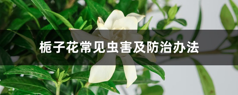 <b>栀子花常见虫害及防治办法</b>