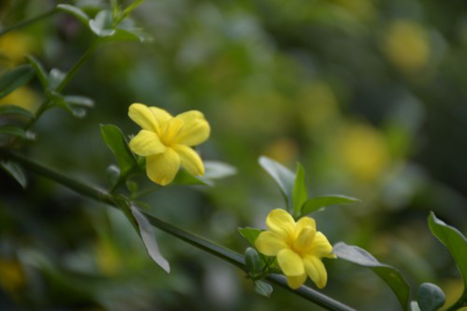 迎春花常见虫害及防治