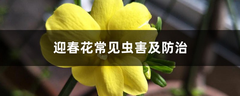 <b>迎春花常见虫害及防治</b>