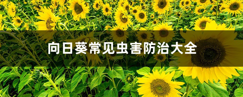 <b>向日葵常见虫害防治大全</b>