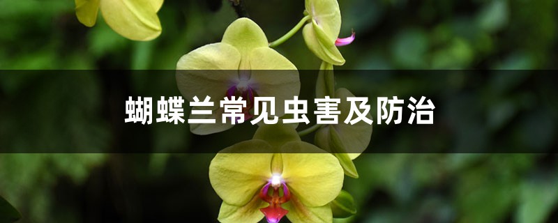 <b>蝴蝶兰常见虫害及防治</b>