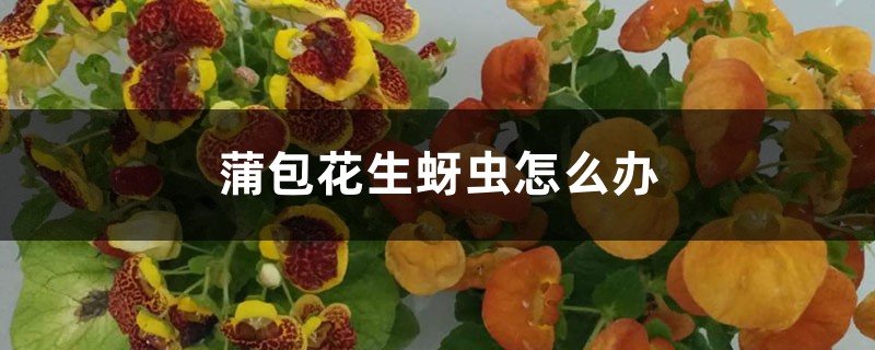 <b>蒲包花生蚜虫怎么解决，怎么处理</b>