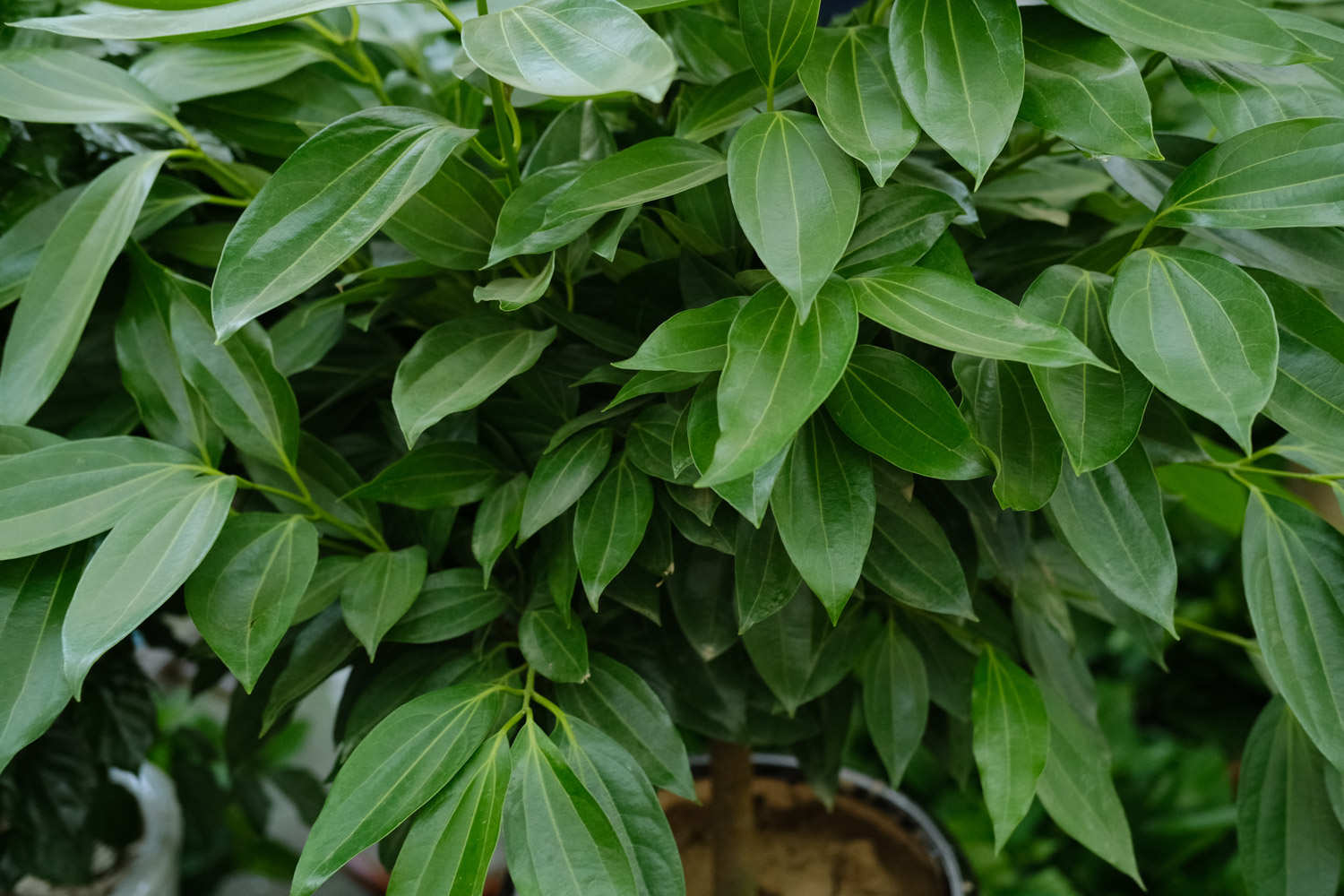 平安树的虫害防治