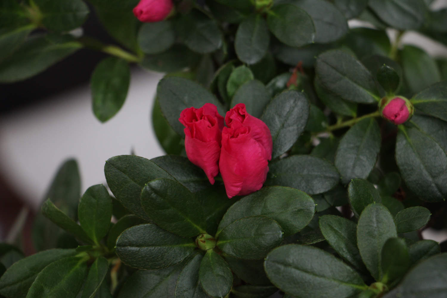 杜鹃花虫害及防治办法