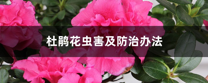 <b>杜鹃花虫害及防治办法</b>