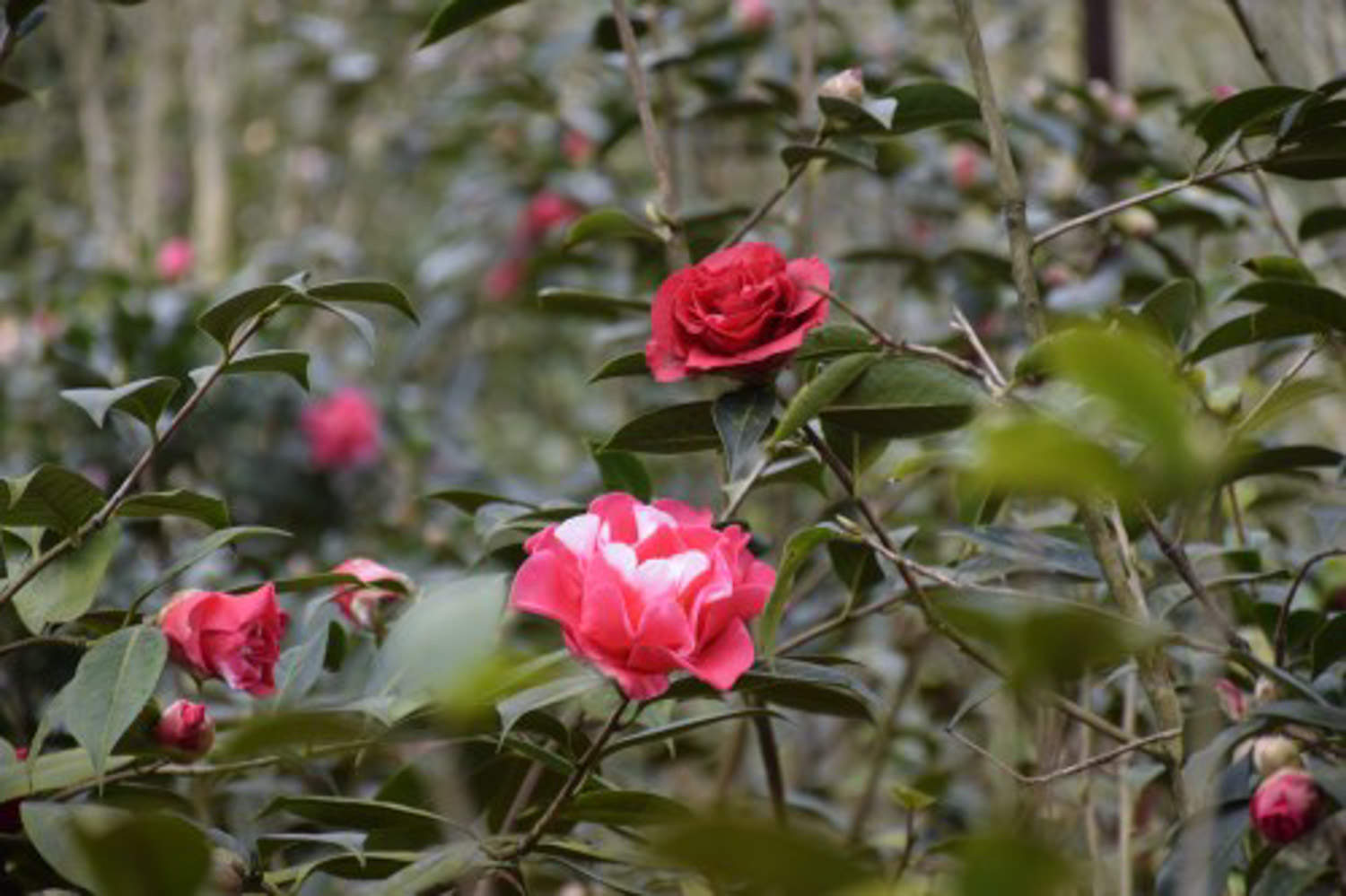 茶花的主要虫害及其防治