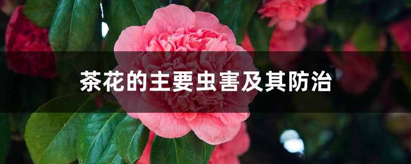 <b>茶花的主要虫害及其防治</b>