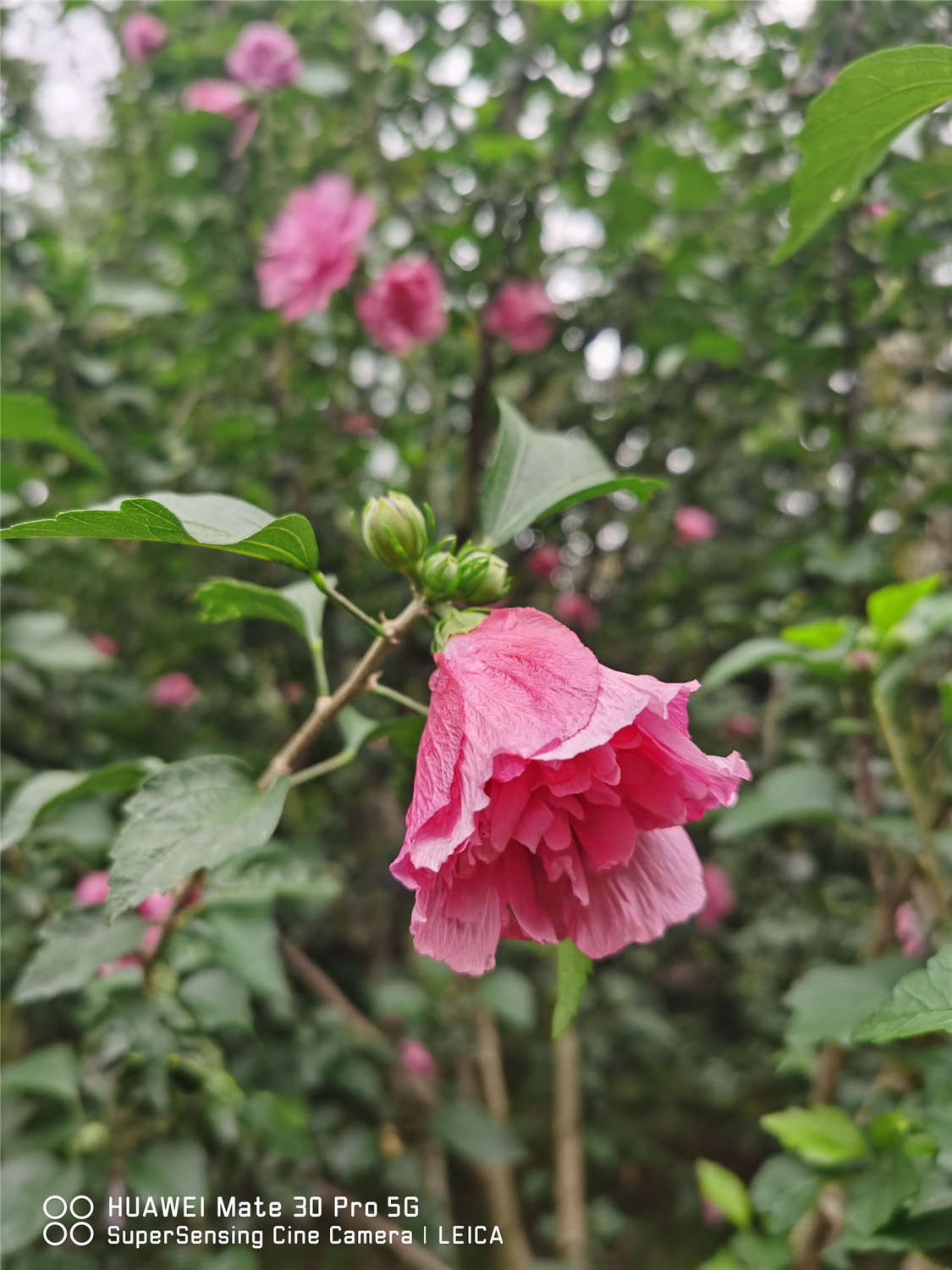 木槿的虫害防治