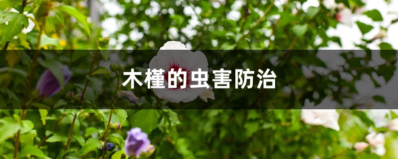 <b>木槿的虫害防治</b>