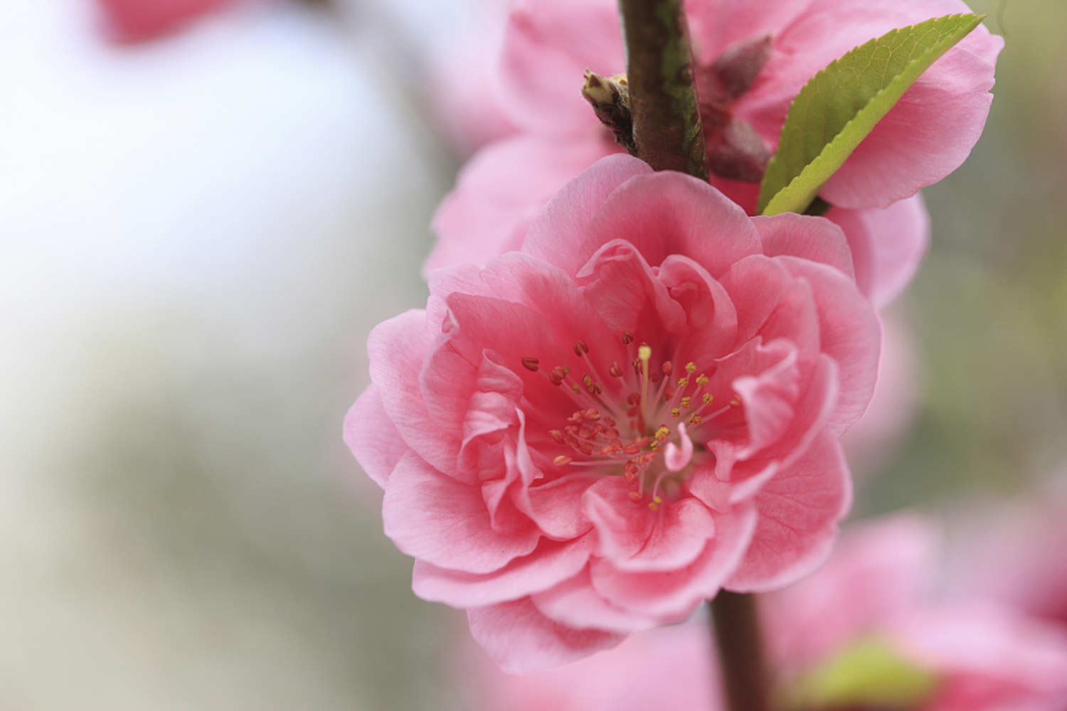 桃花的虫害防治大全