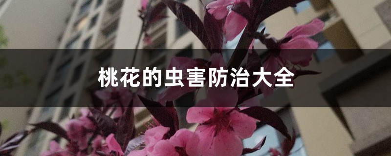 <strong>桃花的虫害防治大全</strong>