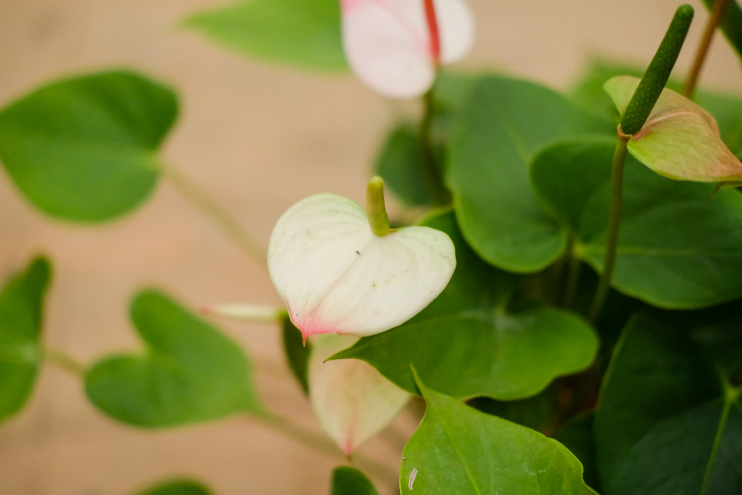 红掌虫害及防治办法