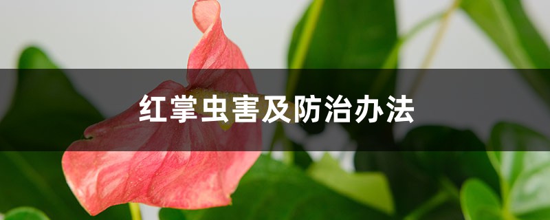 <b>红掌虫害及防治办法</b>