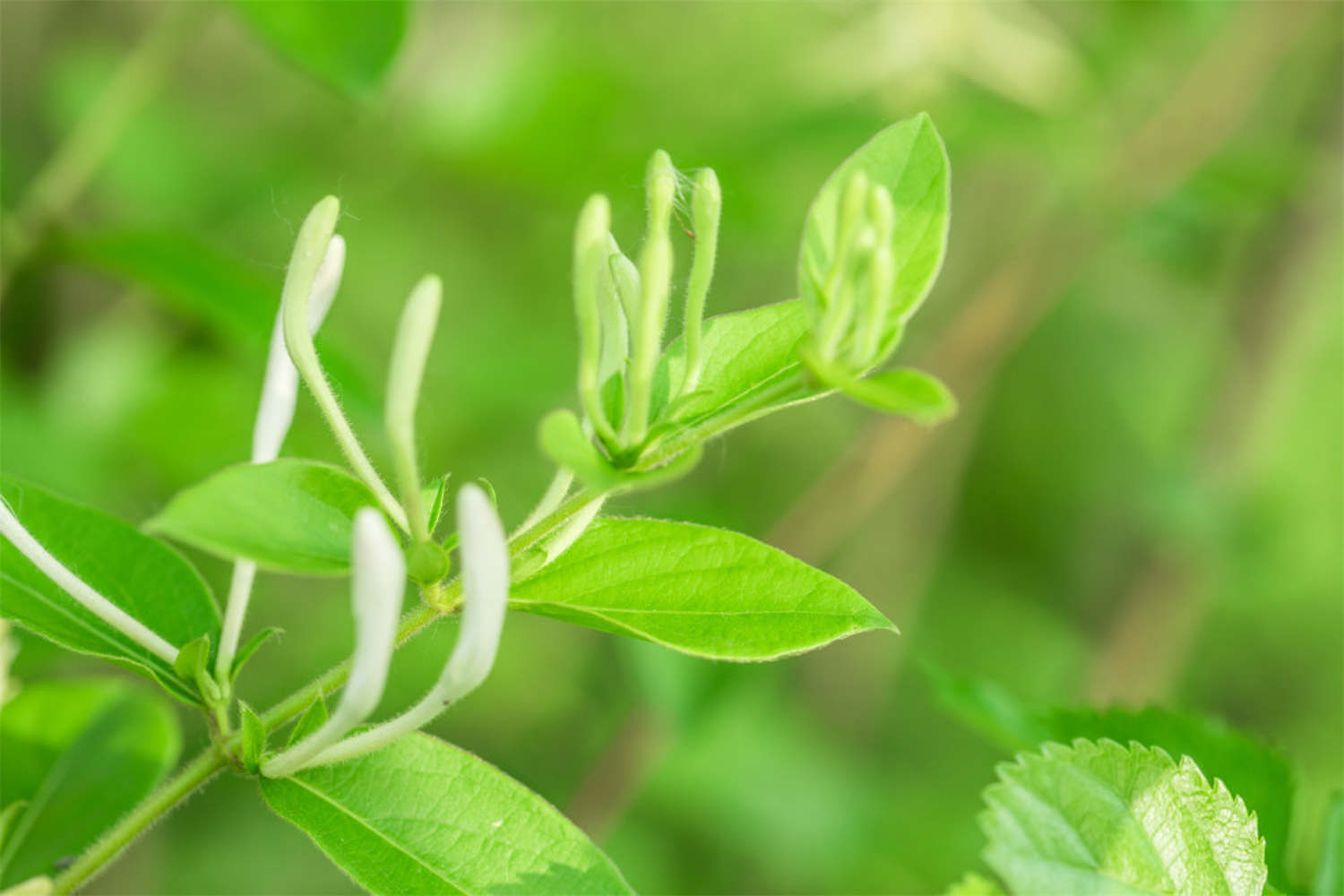 金银花常见虫害防治方法