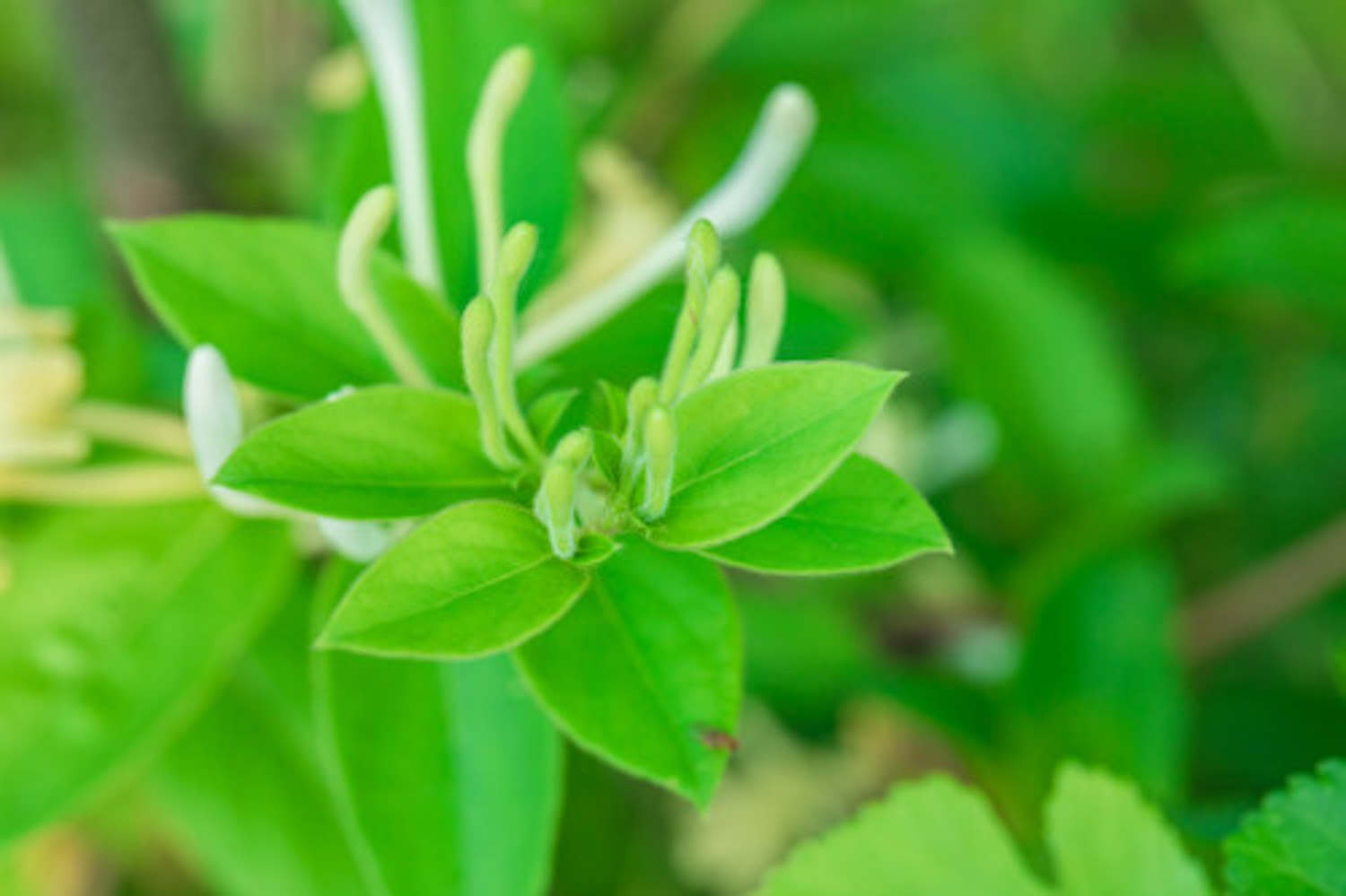 金银花常见虫害防治方法