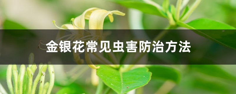 <b>金银花常见虫害防治方法</b>