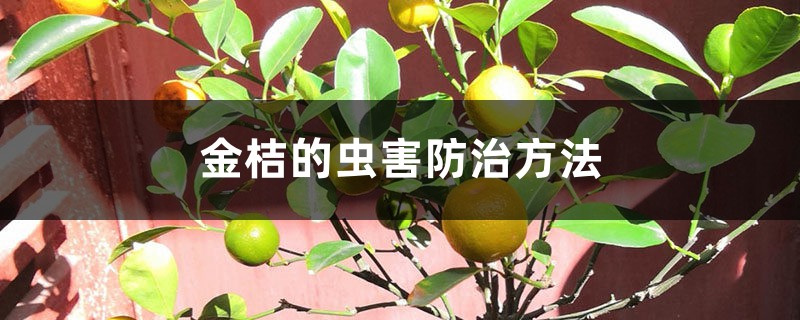 <b>金桔的虫害防治方法</b>