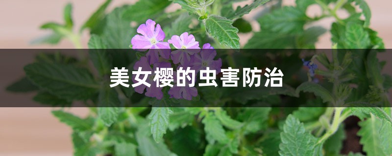 <b>美女樱的虫害防治</b>