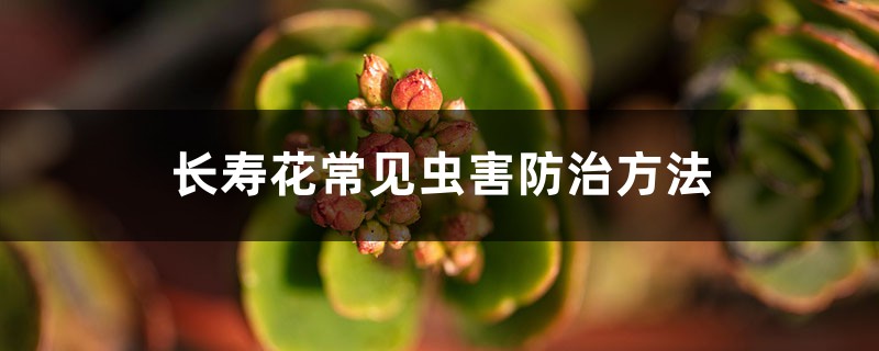 <strong>长寿花常见虫害防治方法</strong>