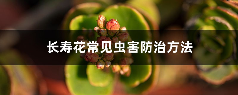 <b>长寿花常见虫害防治方法</b>