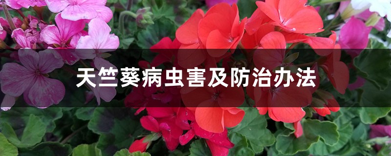 <b>天竺葵病虫害及防治办法</b>