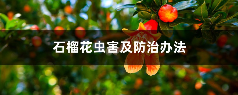 <b>石榴花虫害及防治办法</b>