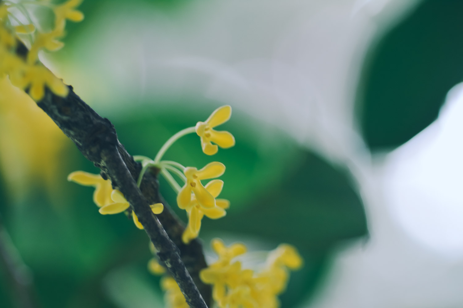 桂花的虫害防治