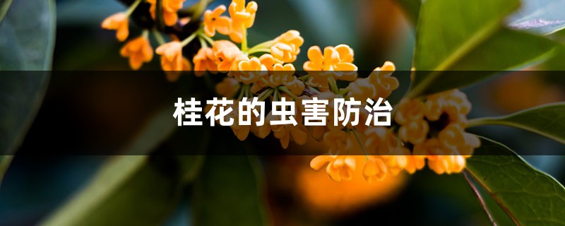 <strong>桂花的虫害防治</strong>