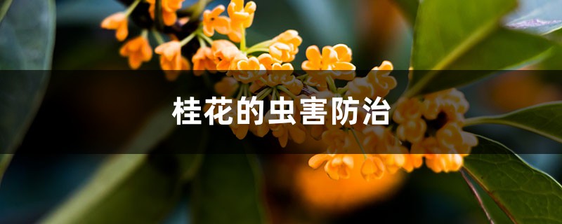 <b>桂花的虫害防治</b>