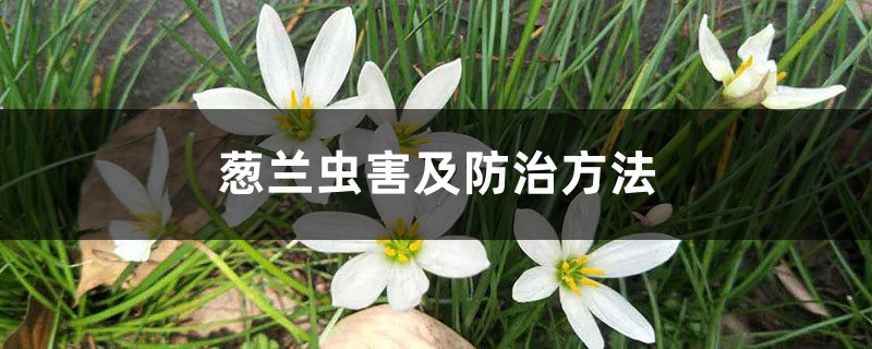 <b>葱兰虫害及防治方法</b>