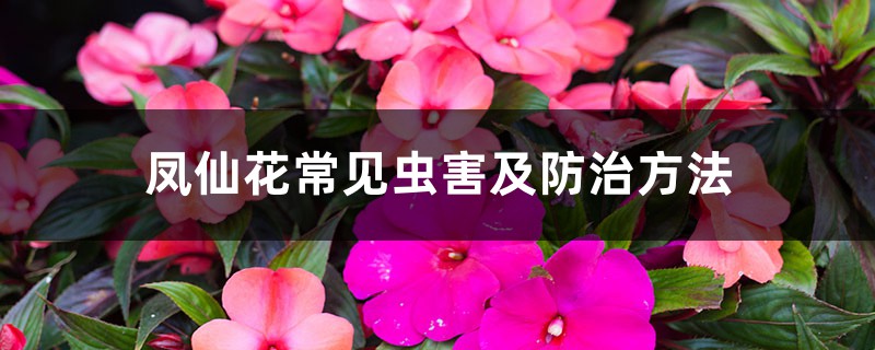 <strong>凤仙花常见虫害及防治方法</strong>