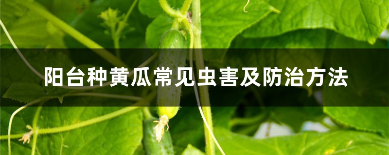 <b>阳台种黄瓜常见虫害及防治方法</b>