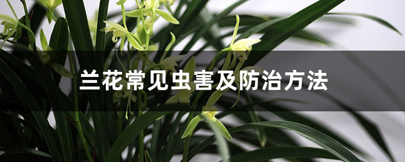 <b>兰花常见虫害及防治方法</b>