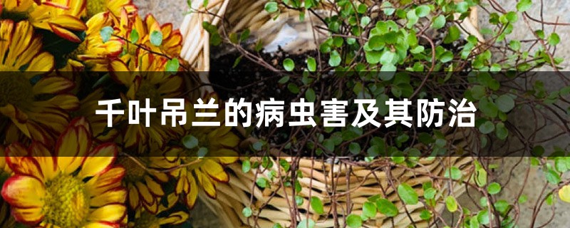 <b>千叶吊兰的病虫害及其防治</b>