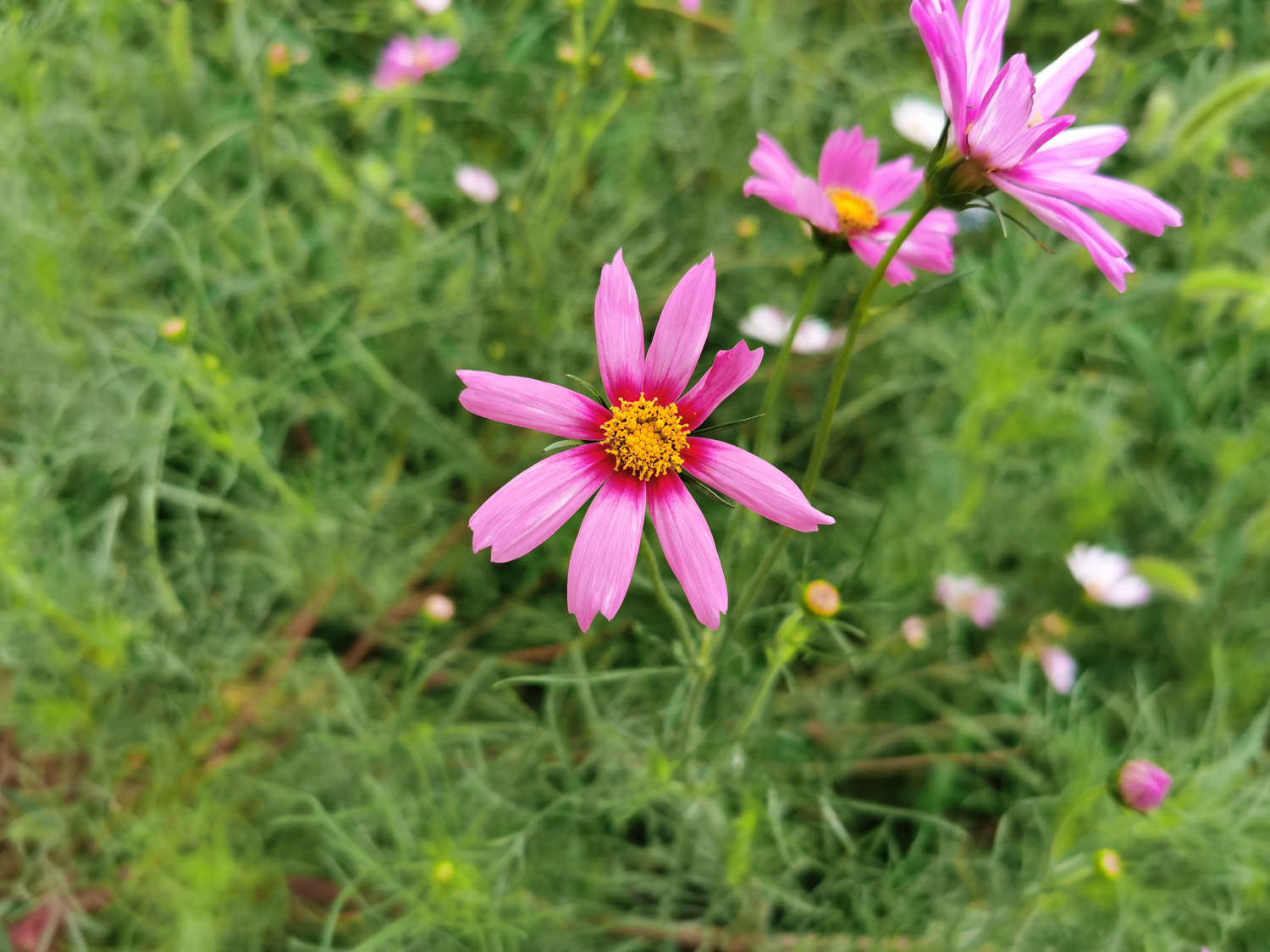 波斯菊 波斯菊常见虫害及防治方法