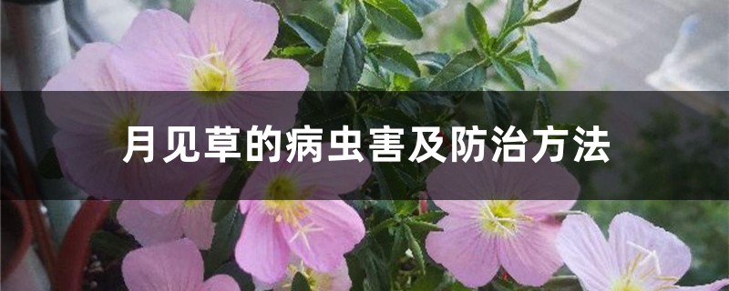 <strong>月见草的病虫害及防治方法</strong>