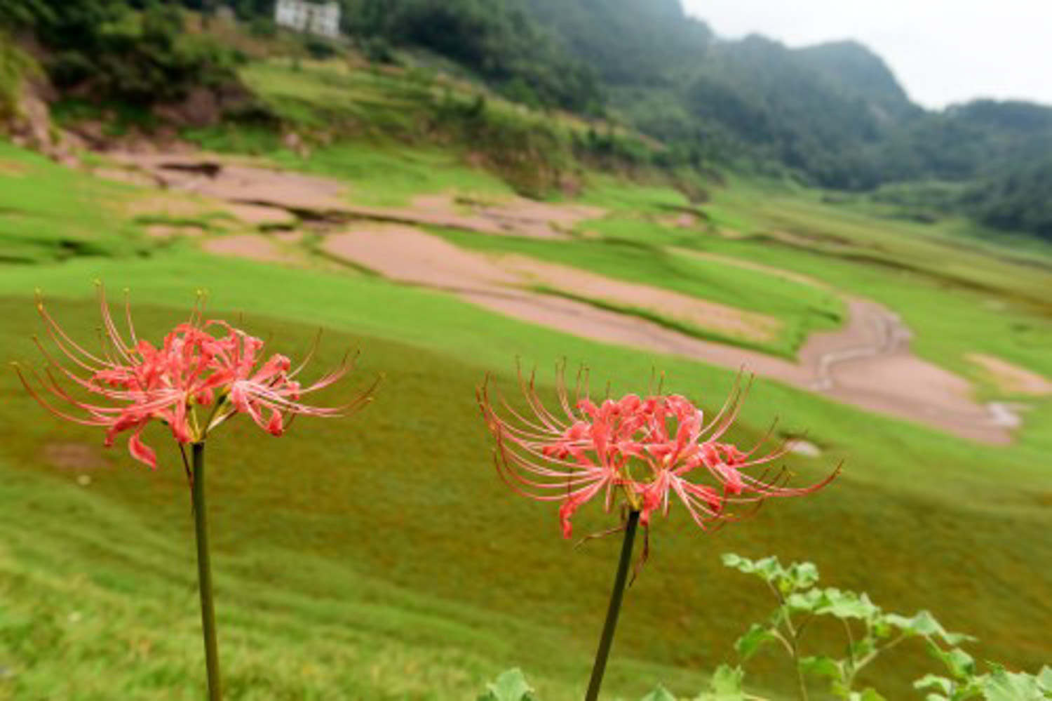 彼岸花的病虫害及防治方法