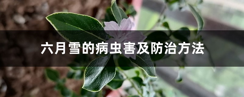 <b>六月雪的病虫害及防治方法</b>