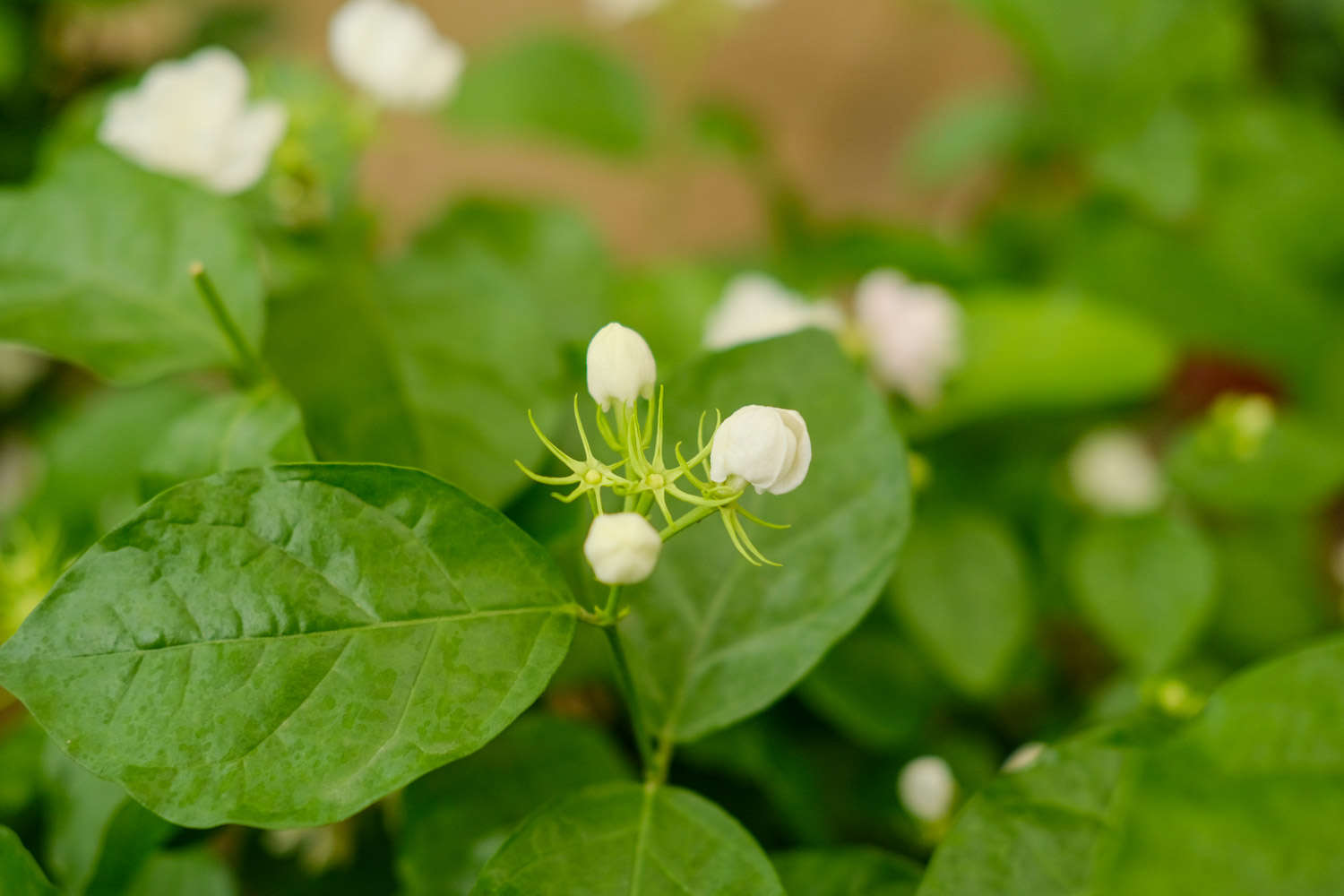 茉莉花常见的病虫害及其防治方法