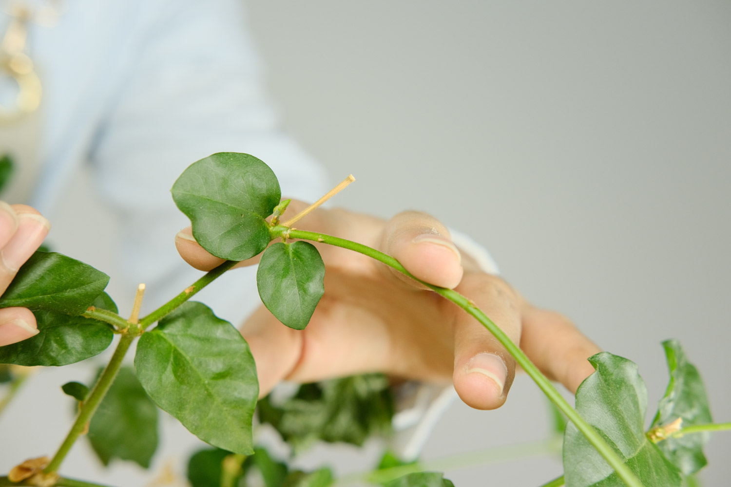 茉莉花常见的病虫害及其防治方法