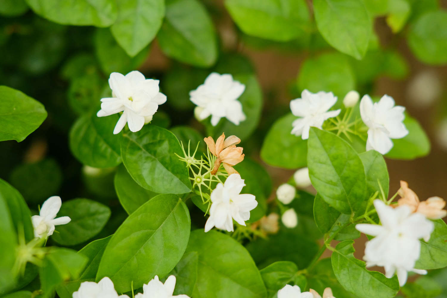 茉莉花常见的病虫害及其防治方法