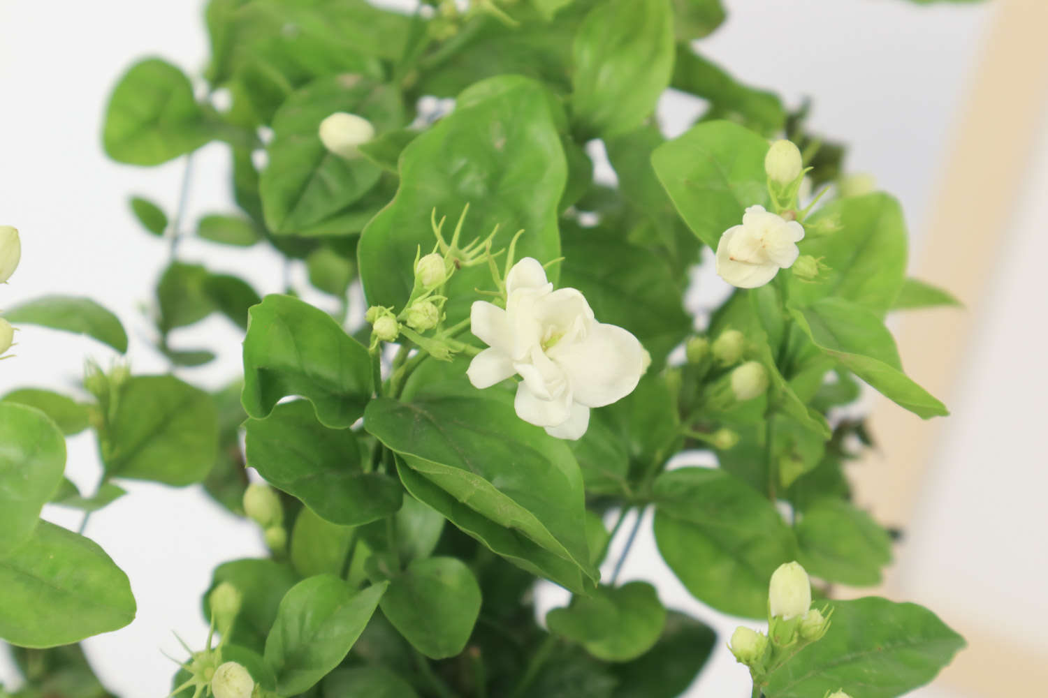 茉莉花常见的病虫害及其防治方法