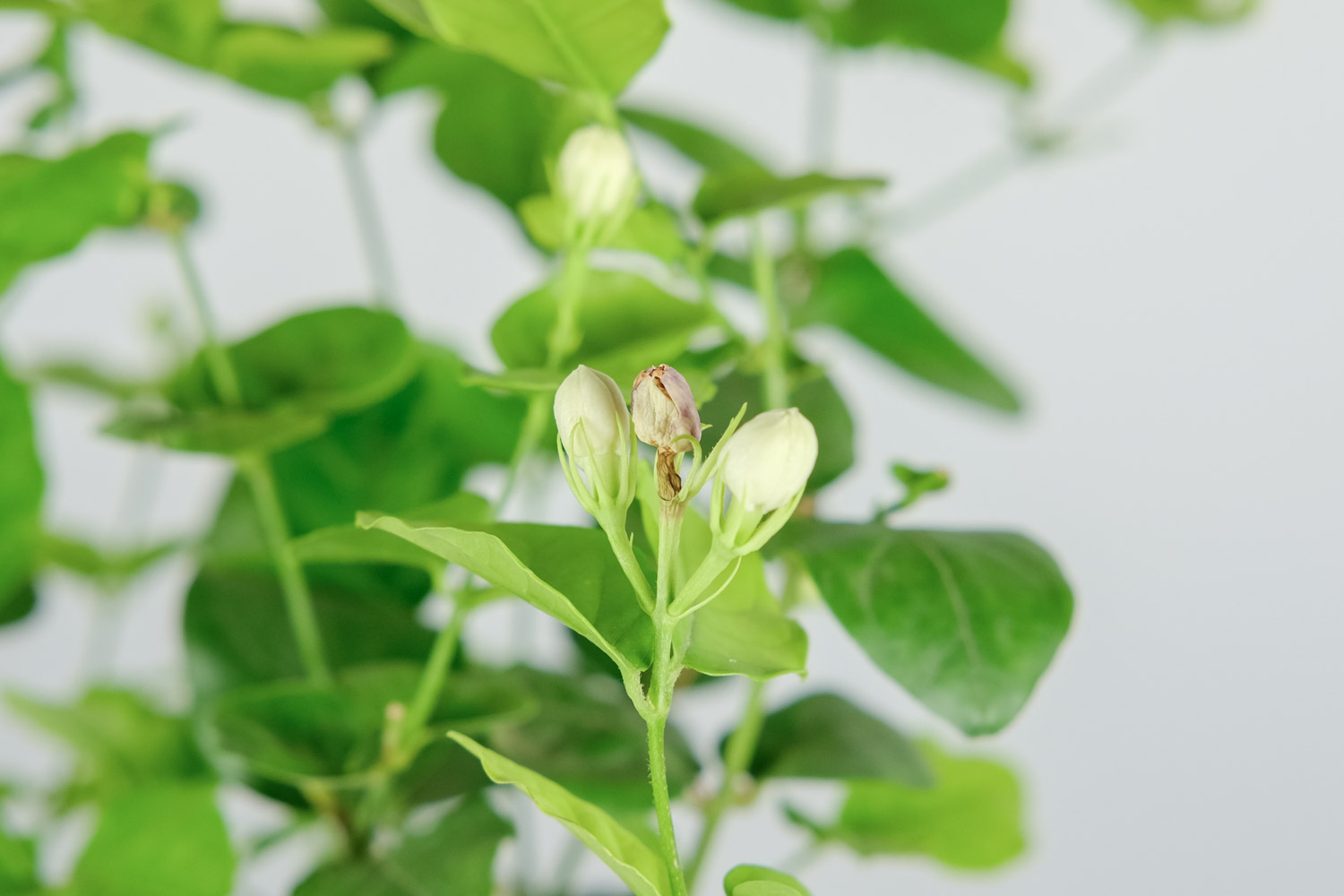 茉莉花常见的病虫害及其防治方法