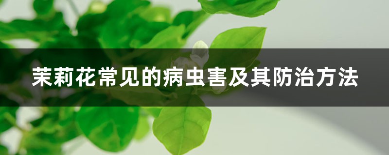 <strong>茉莉花常见的病虫害及其防治方法</strong>