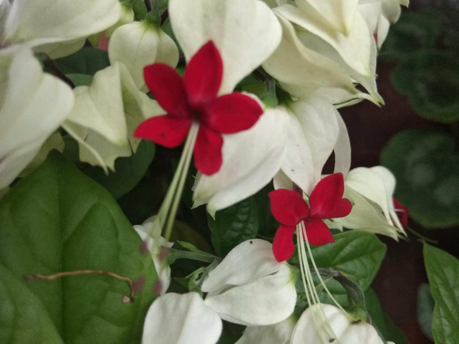 龙吐珠 龙吐珠常见虫害及防治方法