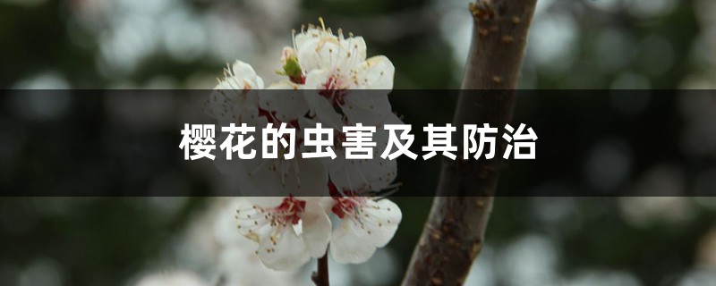 <strong>樱花的虫害及其防治</strong>