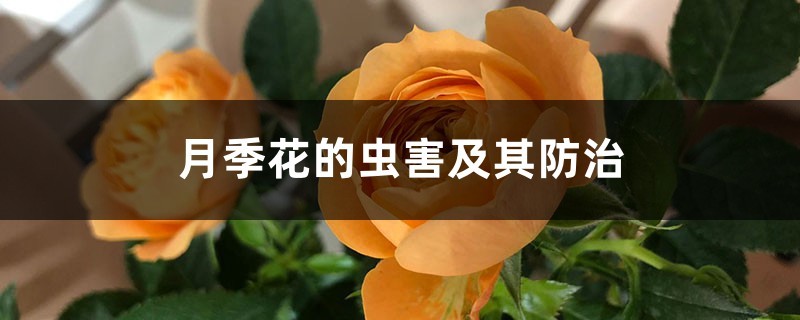 <b>月季花的虫害及其防治</b>